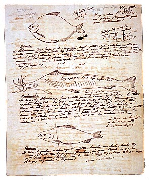 Estudio de fauna marina