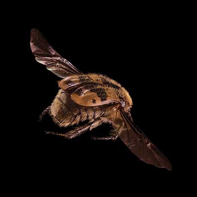 El arte de comer insectos