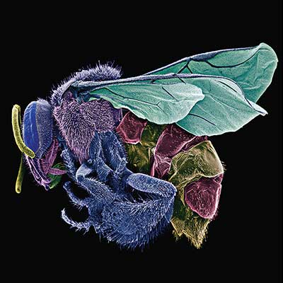 El arte de comer insectos