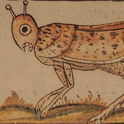 El arte de comer insectos