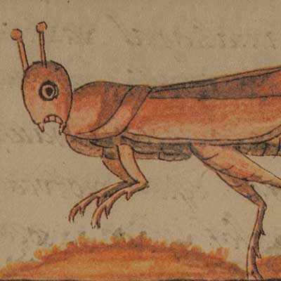 El arte de comer insectos
