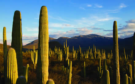 Matorral / México en la Tierra