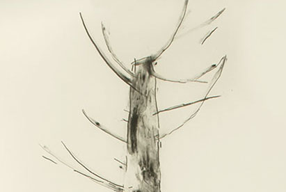 Árbol de manos, 2011